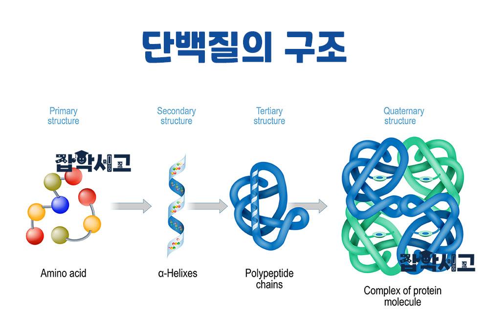 단백질의 1~4차 구조