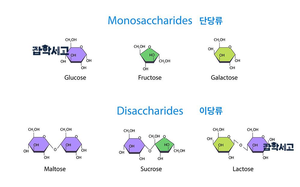 단당류와 이당류