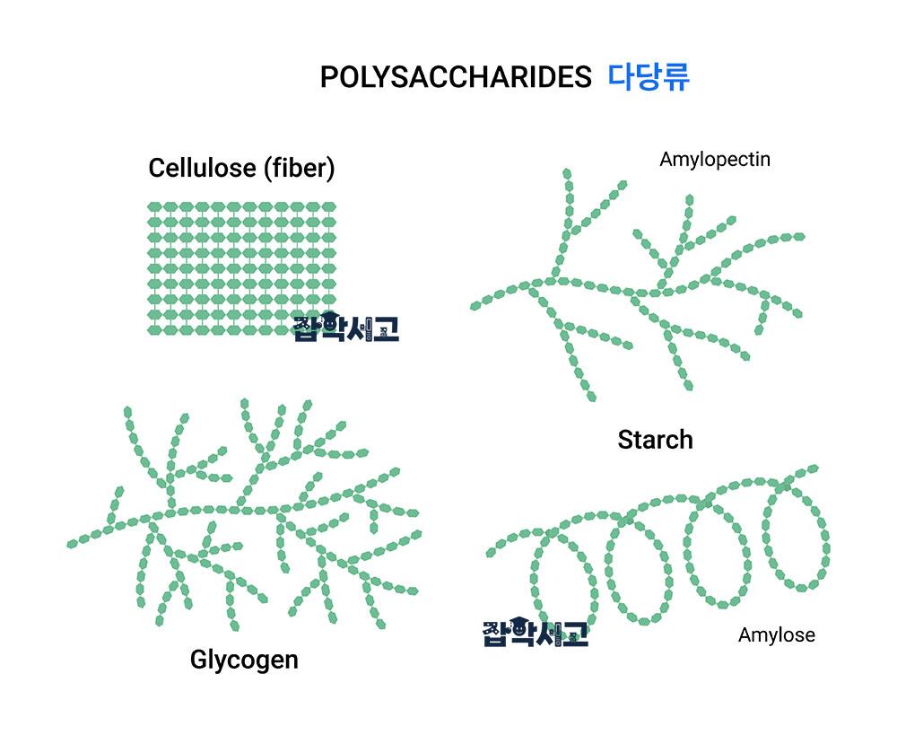다당류의 개념 및 구분