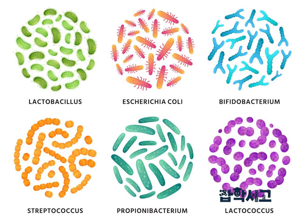 유산균의 종류는 어떤 것들이 있을까?