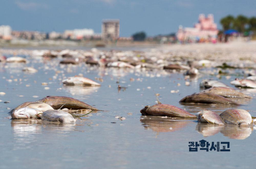 적조 현상으로 입게 되는 피해는?