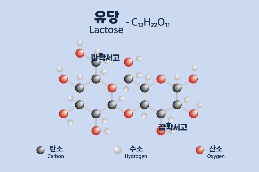 유당은 어떤 구조와 성질을 지녔을까?