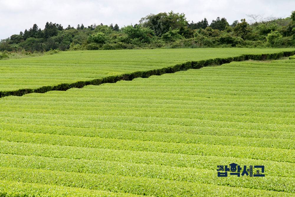 제주도 녹차밭 풍경