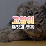 고양이 썸네일