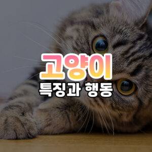 고양이 썸네일