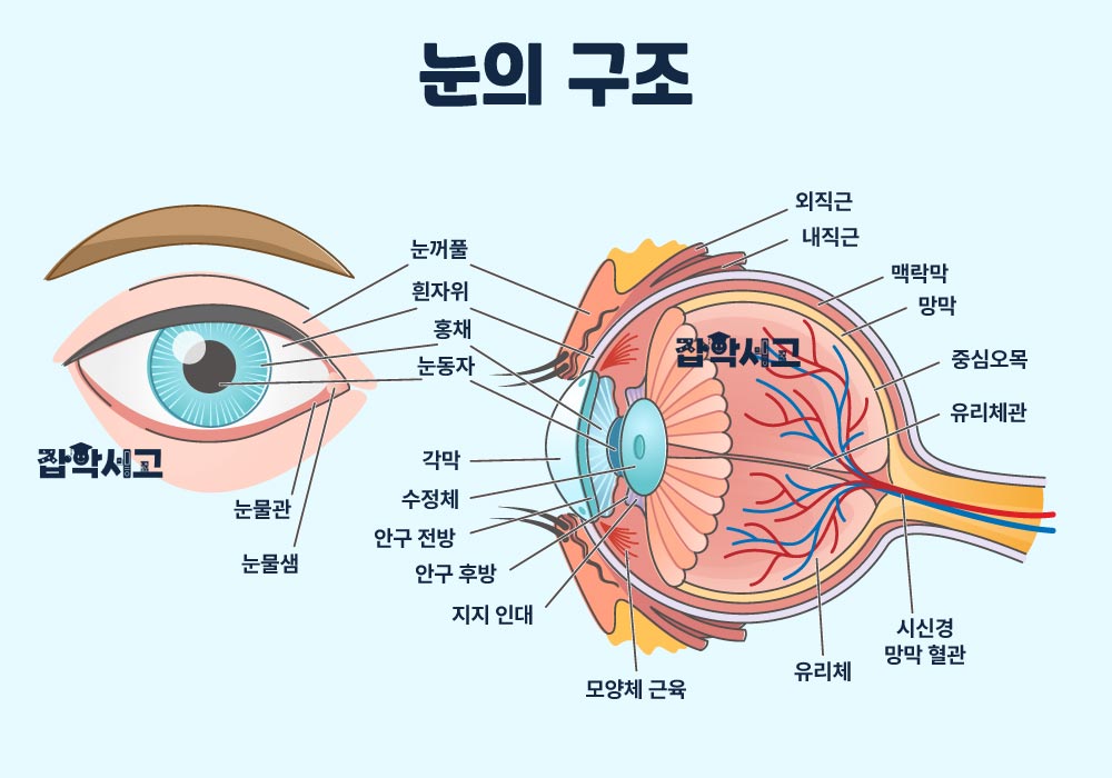 눈의 구조