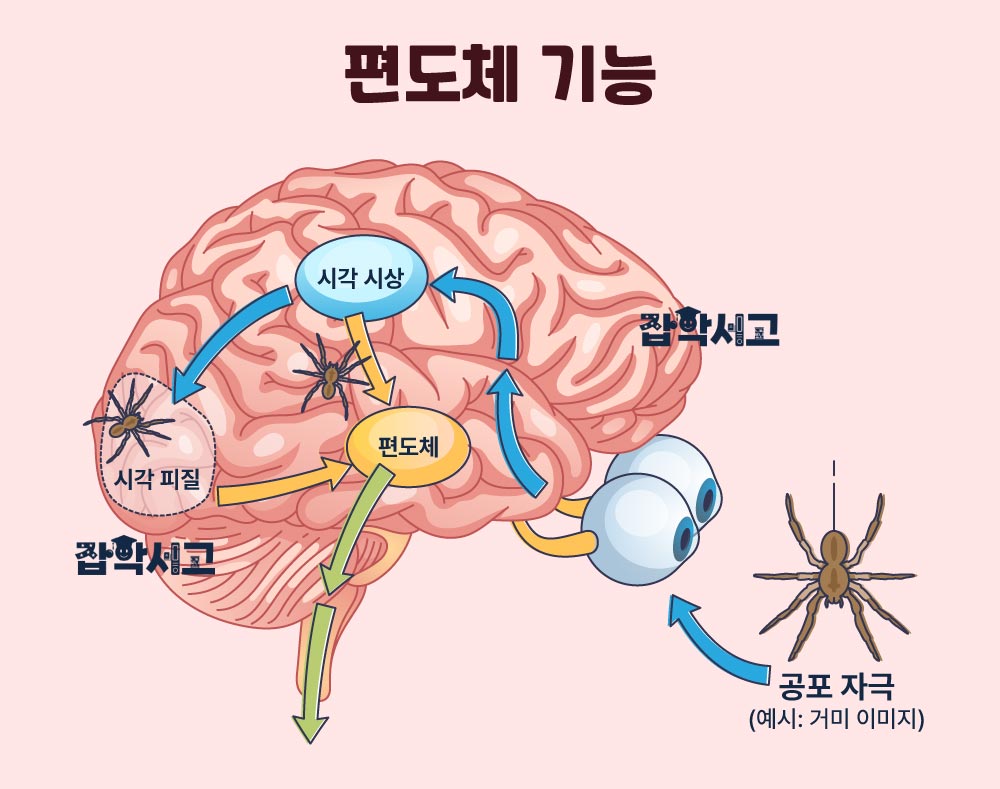 공포의 신경과학적 원리는?