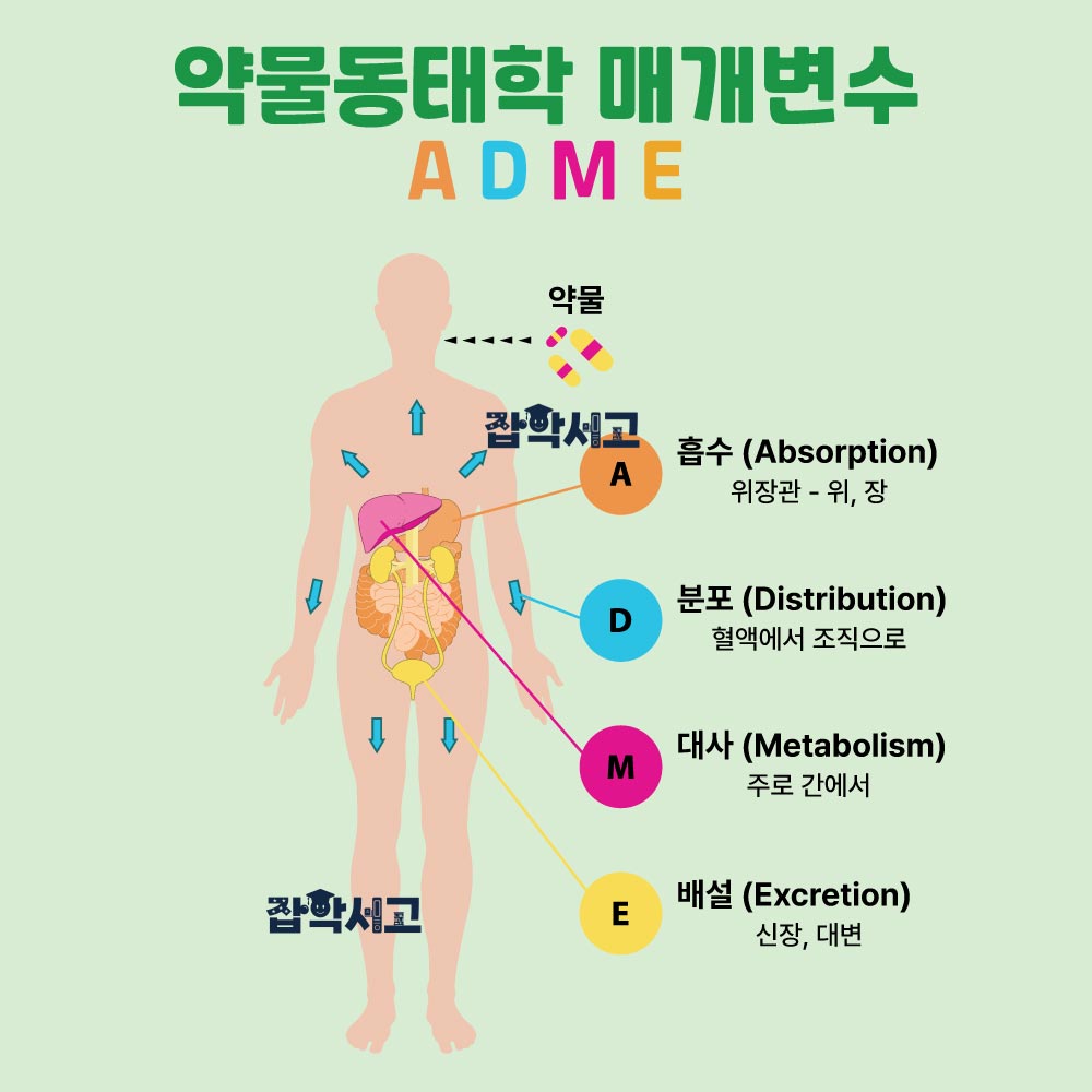 약물의 작용 기전은?