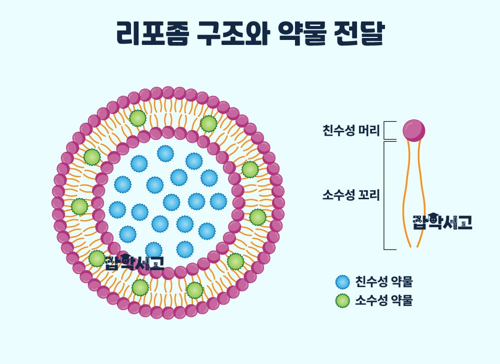 리포좀 구조와 약물 전달