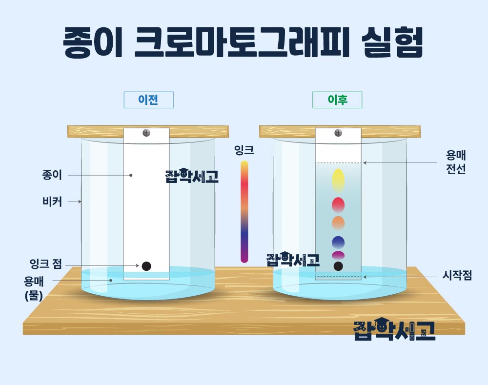 종이 크로마토그래피 실험