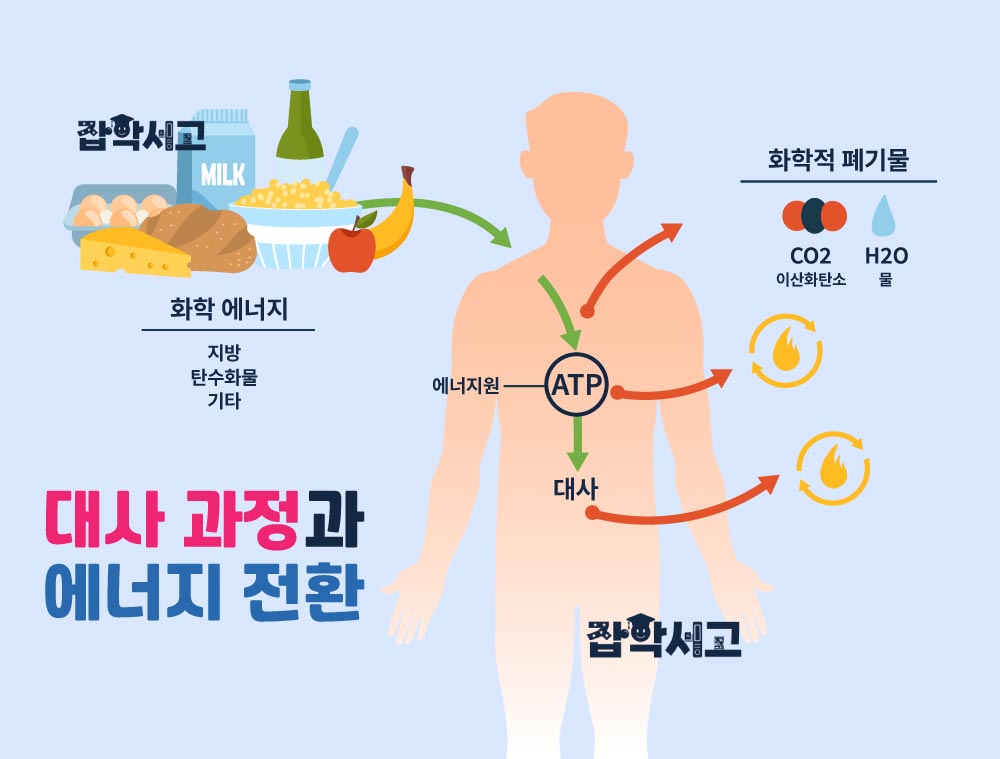 대사 과정과 에너지 전환